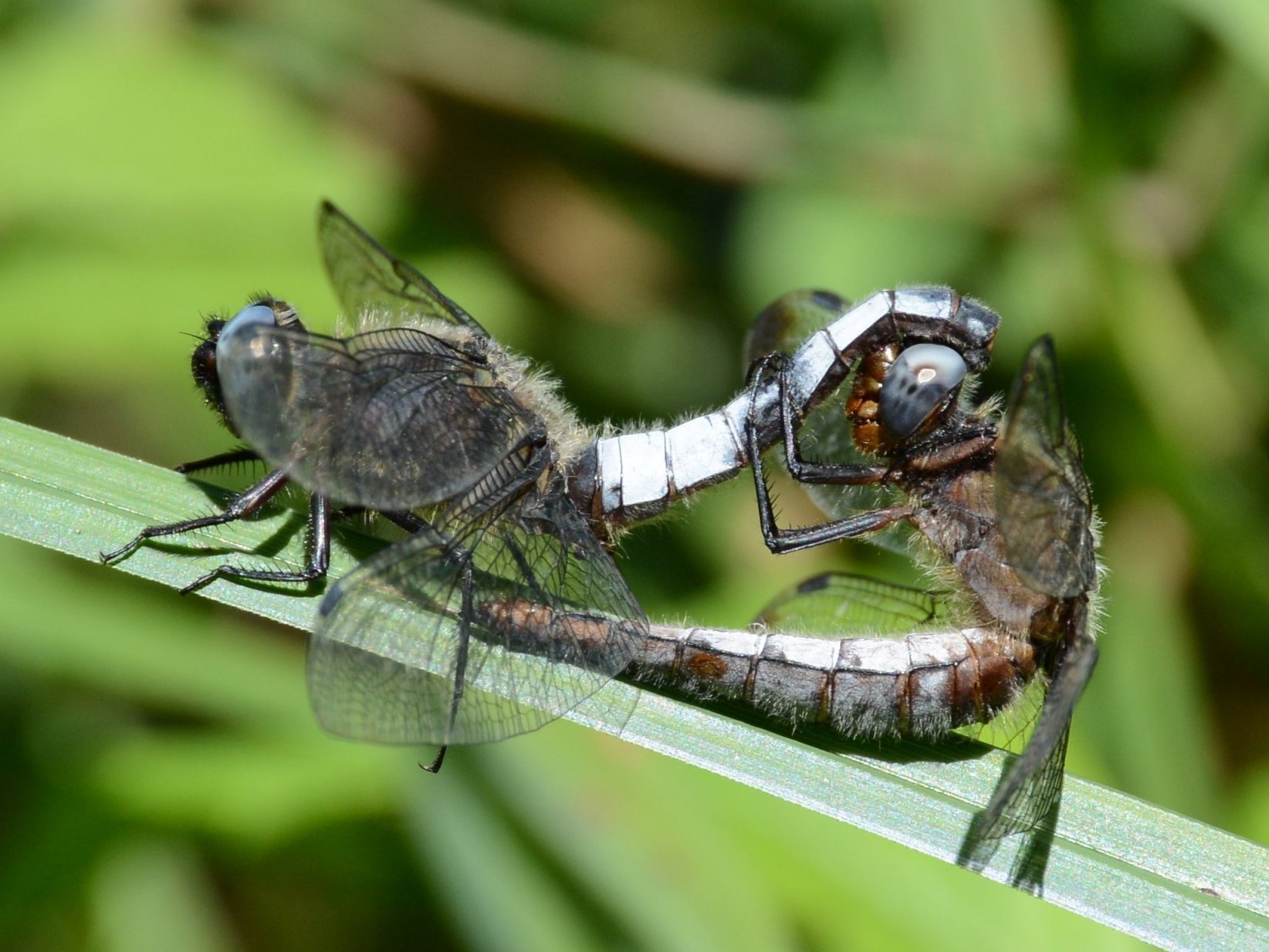 situazione strana?  No, normale accoppiamento di Libellula fulva